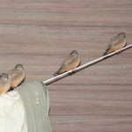 Four very young Say's Phoebes