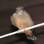 Young Say's Phoebe